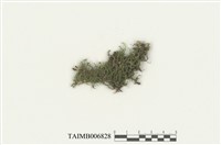 藏品(費里卷柏苔)的圖片